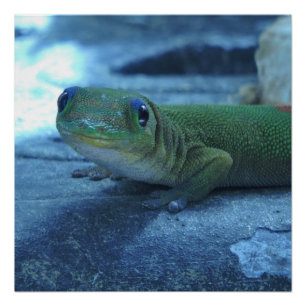 Hawaiian Gecko Perfect Poster