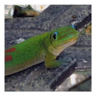 Hawaiian Gecko Perfect Poster