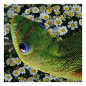 Hawaiian Gecko Perfect Poster (Voorkant)