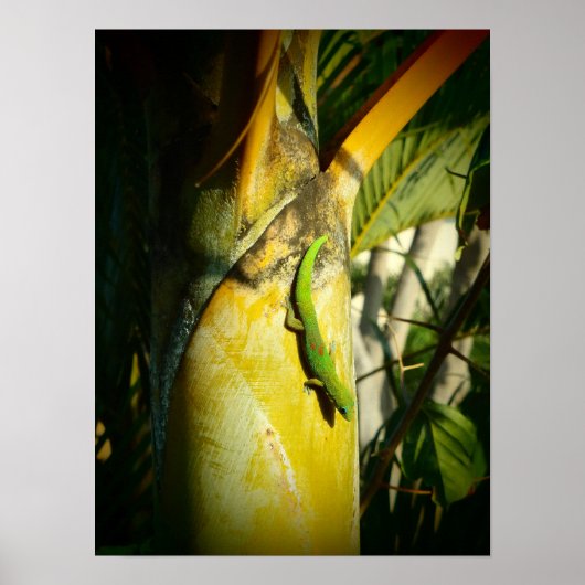 Hawaiian gecko tropical poster (Voorkant)