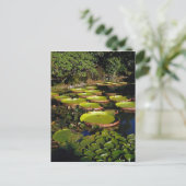 Hawaiian Giant Lily Pads Briefkaart (Staand voorkant)