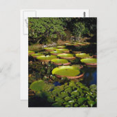 Hawaiian Giant Lily Pads Briefkaart (Voorkant / Achterkant)