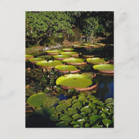 Hawaiian Giant Lily Pads Briefkaart (Voorkant)