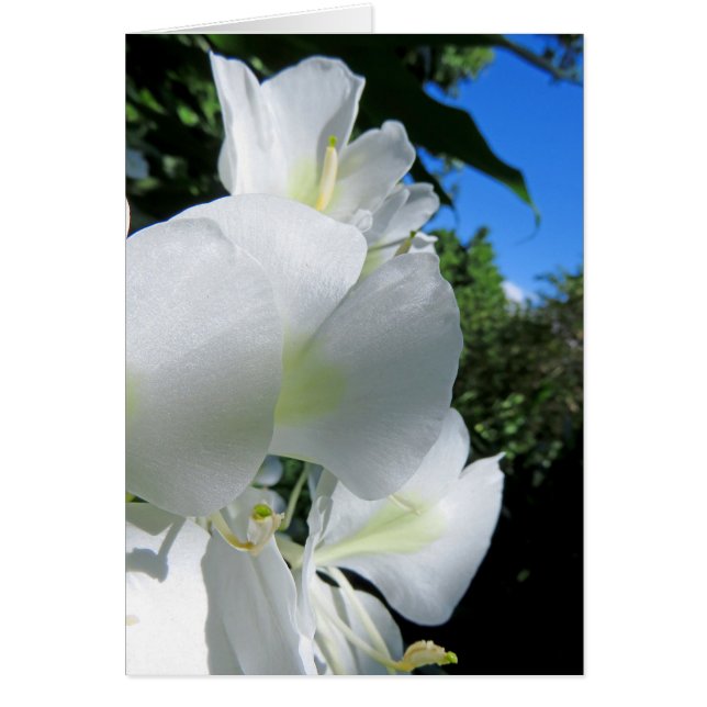 Hawaiian Ginger (Voorkant)