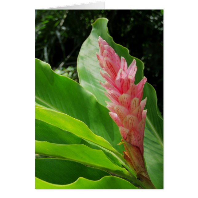 Hawaiian Ginger (Voorkant)