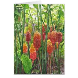 Hawaiian Ginger Planten