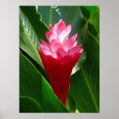 Hawaiian Ginger Poster (Voorkant)