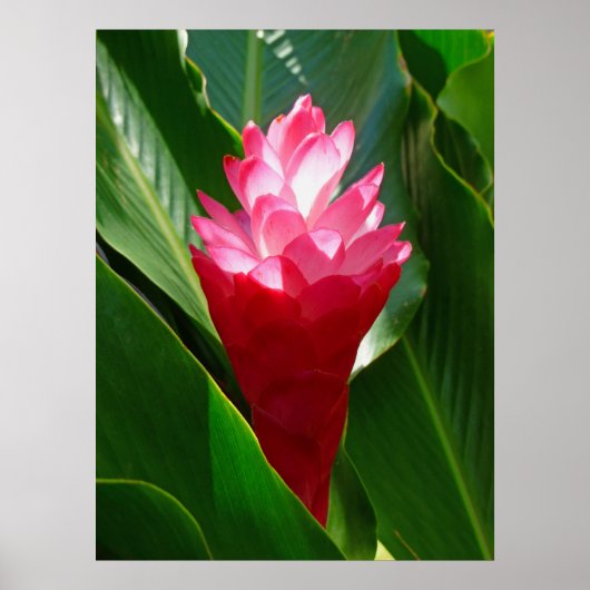 Hawaiian Ginger Poster (Voorkant)