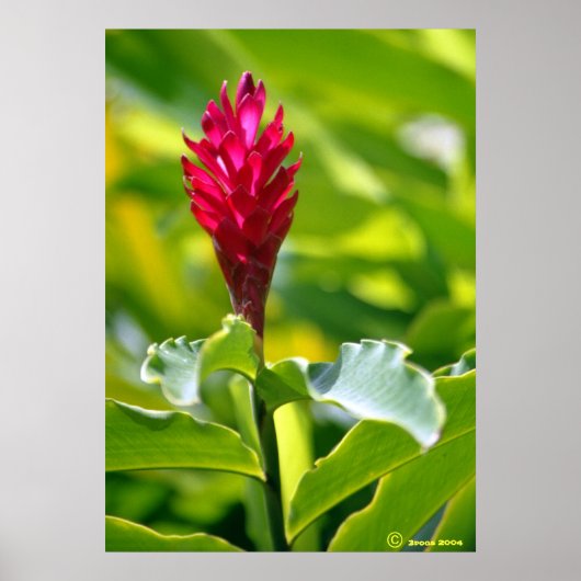 Hawaiian Ginger Poster (Voorkant)