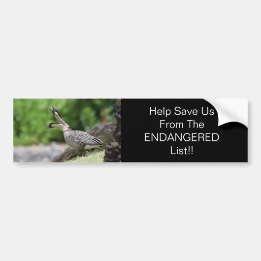 Hawaiian Goose Bumpersticker (Voorkant)