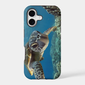 Hawaiian Green Zee Turtle