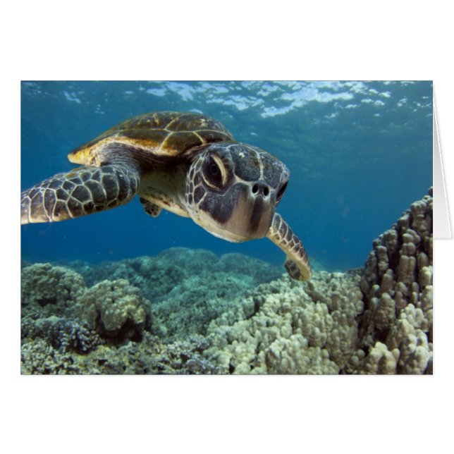 Hawaiian Green Zee Turtle (Voorkant Horizontaal)