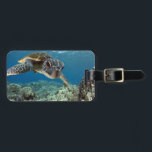 Hawaiian Green Zee Turtle Bagagelabel<br><div class="desc">Een Hawaiiaanse grove zee schildpad onderzoekt zijn reflectie in mijn koepelhaven. © en ® Bigstock® - Alle rechten voorbehouden.</div>