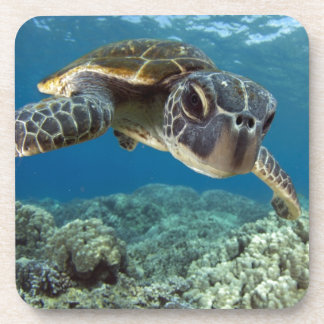 Hawaiian Green Zee Turtle Bier Onderzetter
