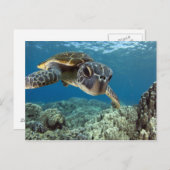 Hawaiian Green Zee Turtle Briefkaart (Voorkant / Achterkant)