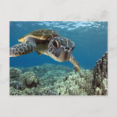 Hawaiian Green Zee Turtle Briefkaart (Voorkant)