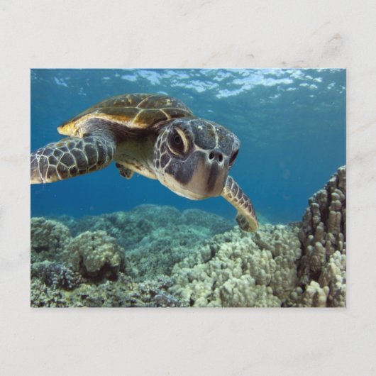 Hawaiian Green Zee Turtle Briefkaart (Voorkant)