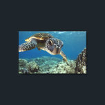 Hawaiian Green Zee Turtle Canvas Afdruk<br><div class="desc">Een Hawaiiaanse grove zee schildpad onderzoekt zijn reflectie in mijn koepelhaven. © en ® Bigstock® - Alle rechten voorbehouden.</div>