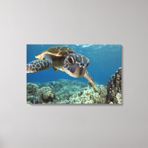Hawaiian Green Zee Turtle Canvas Afdruk