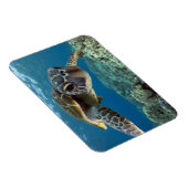 Hawaiian Green Zee Turtle Magneet (Rechterzijde)