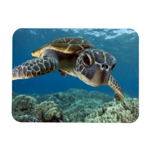 Hawaiian Green Zee Turtle Magneet