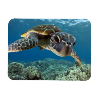 Hawaiian Green Zee Turtle Magneet