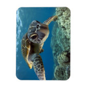 Hawaiian Green Zee Turtle Magneet (Verticaal)