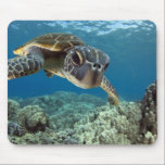 Hawaiian Green Zee Turtle Muismat<br><div class="desc">Een Hawaiiaanse grove zee schildpad onderzoekt zijn reflectie in mijn koepelhaven. © en ® Bigstock® - Alle rechten voorbehouden.</div>