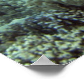 Hawaiian Green Zee Turtle Poster (Hoek)