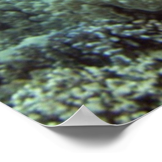 Hawaiian Green Zee Turtle Poster (Hoek)