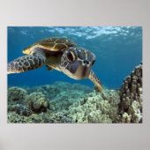 Hawaiian Green Zee Turtle Poster (Voorkant)