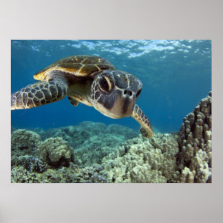 Hawaiian Green Zee Turtle Poster