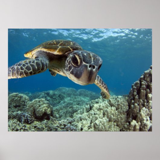 Hawaiian Green Zee Turtle Poster (Voorkant)
