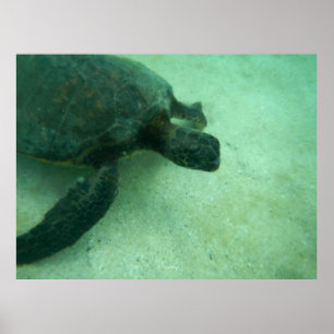 Hawaiian Green Zee Turtle Poster