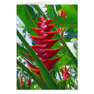 Hawaiian Heliconia