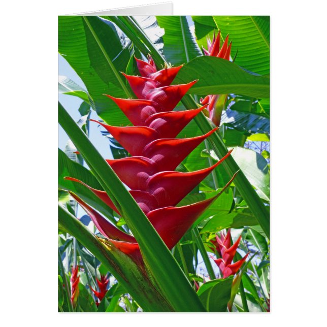 Hawaiian Heliconia (Voorkant)