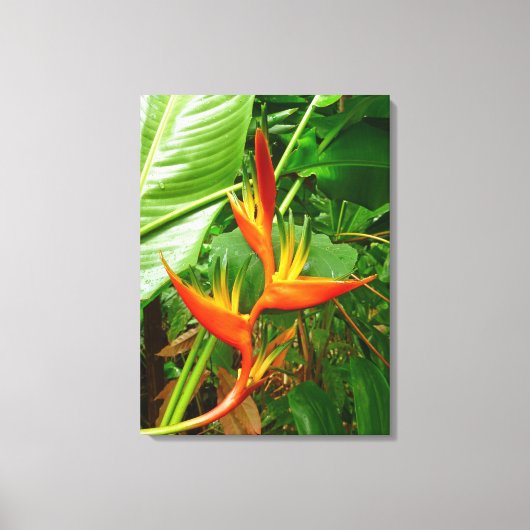 Hawaiian Heliconia Canvas Afdruk (Voorkant)