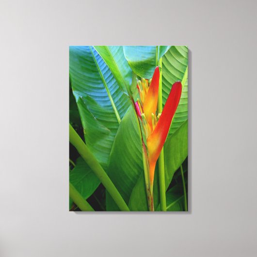 Hawaiian Heliconia Canvas Afdruk (Voorkant)