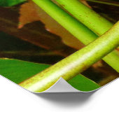 Hawaiian Heliconia Poster (Hoek)