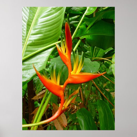 Hawaiian Heliconia Poster (Voorkant)