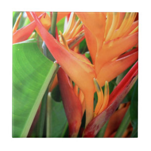 Hawaiian Hibiscus Flower Ceramic Tile Tegeltje