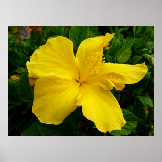 Hawaiian Hibiscus Poster (Voorkant)