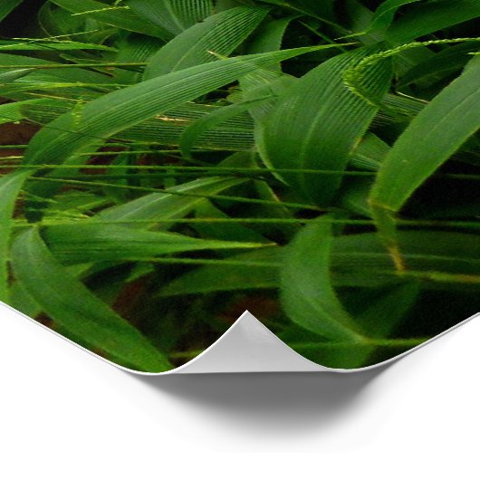 Hawaiian Hiking Trail Poster (Hoek)