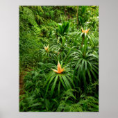 Hawaiian Hiking Trail Poster (Voorkant)