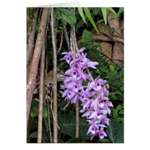 Hawaiian Honohono Orchids