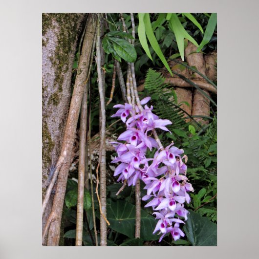 Hawaiian Honohono Orchids Poster (Voorkant)