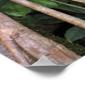 Hawaiian Honohono Orchids Poster (Hoek)