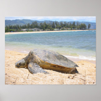 Hawaiian Honu Poster