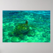 Hawaiian Honu Zee Turtle (36 x 24 inch) Poster (Voorkant)