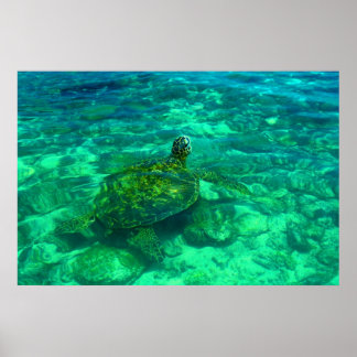 Hawaiian Honu Zee Turtle (36 x 24 inch) Poster